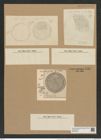 Coscinodiscus marginauts var. late-marginatus Pant. (de-Toni-Nr.: Genus 202, Species 4966) Zeichnungen Sammlung Grunow Nr. 8564 (NHMW-BOT-W0378208)